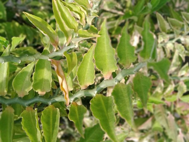 非常迷人的清晨绿色植物摄影图片下载