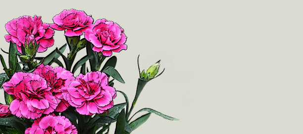 快乐母亲节卡片与粉红色康乃馨花插图孤立在灰色背景图片下载