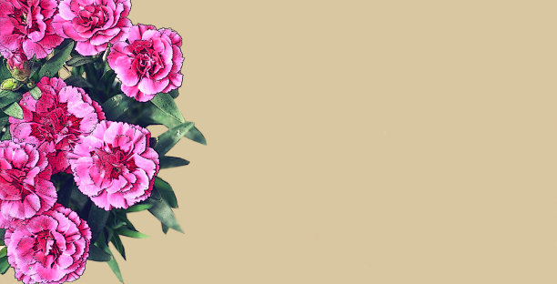 祝您母亲节快乐。粉红色康乃馨花插图孤立的米色背景图片下载