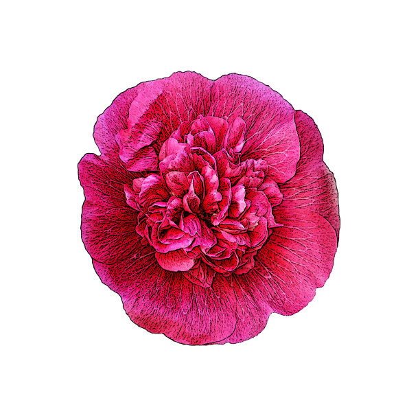 粉红色蜀葵重瓣花插图孤立的白色背景图片下载