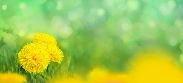 黄色蒲公英花在春草特写。图片下载