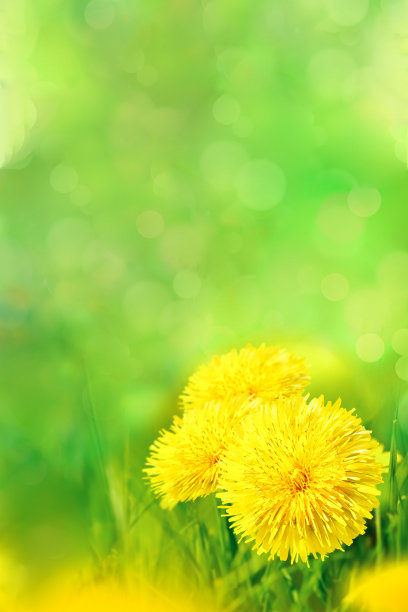 黄色蒲公英花在春草特写。图片下载