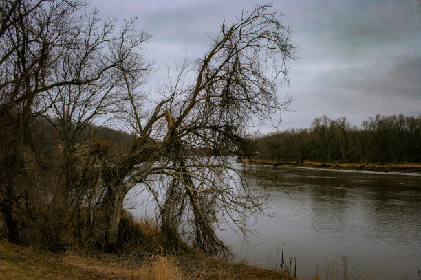 茂密的江边图片下载