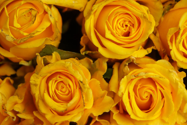 新鲜的黄玫瑰特写图片下载