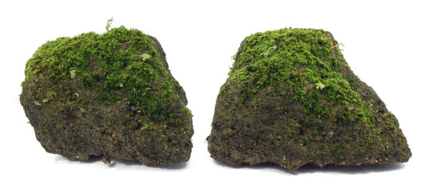 青苔在石上，孤立在白底上图片下载