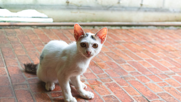 一只带有黑橙色图案的白色小猫图片下载