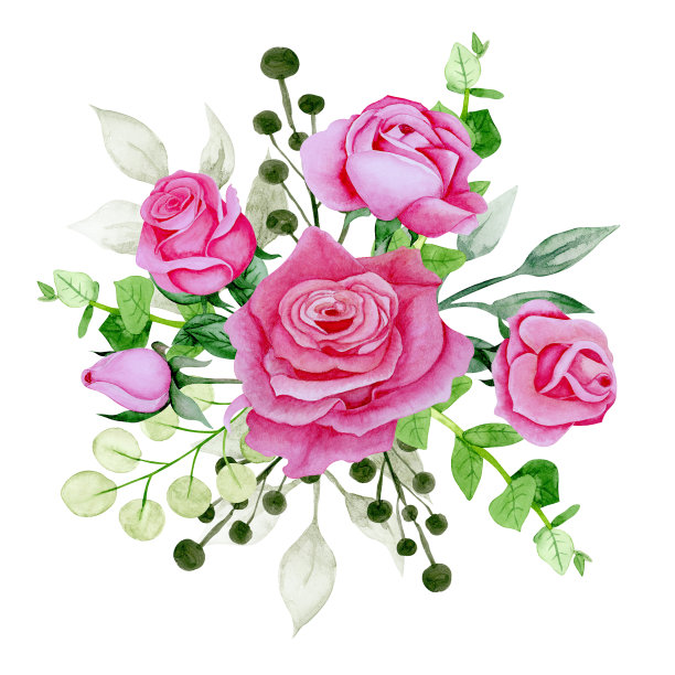 粉色玫瑰花束，手绘水彩画。图片下载