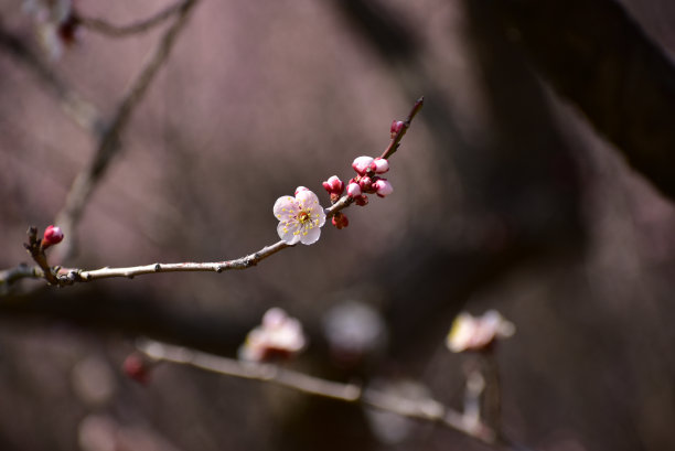 这种花叫梅花图片下载