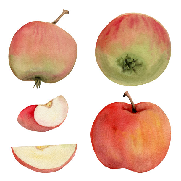 手绘水彩构图以成熟的苹果果，饱满而切片，带叶，红与绿。白色背景上孤立的物体。设计墙面艺术，婚礼，印花，面料，封面，卡片。图片下载