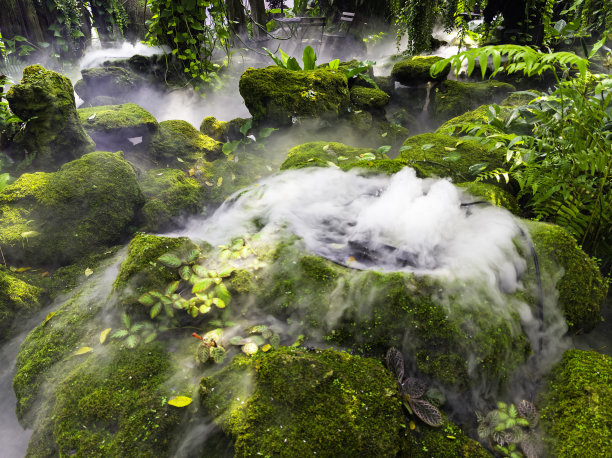 蒸汽从茂密的森林地面上升起。图片下载