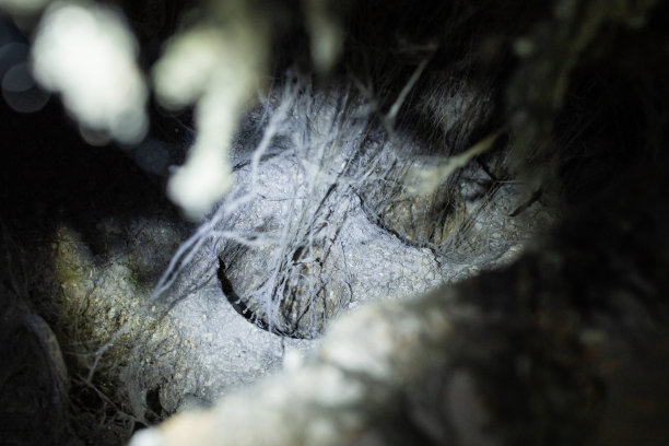 一幢老建筑阁楼的通风管道和风管里有污垢、灰尘和旧蜘蛛网。老房子的排气问题图片下载