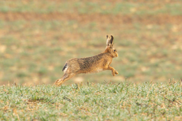 兔子跳图片下载