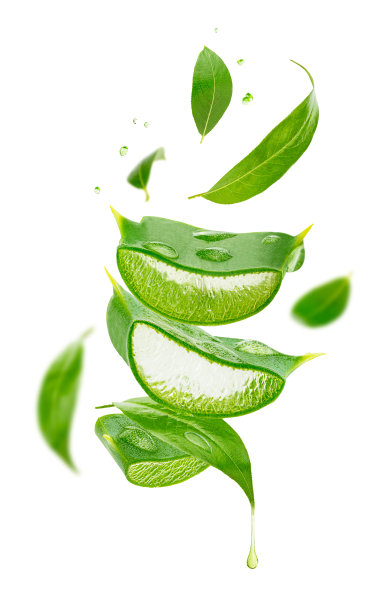 白底分离的茶叶和芦荟的成分。图片下载
