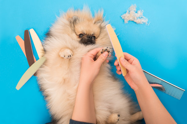 在家剪爪剪爪，狗狗美容，博美犬护理图片下载