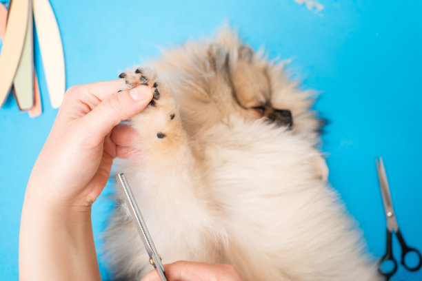 在家剪爪剪爪，狗狗美容，博美犬护理图片下载
