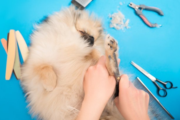 在家剪爪剪爪，狗狗美容，博美犬护理图片下载