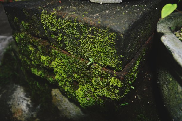 红砖上苔藓的高分辨率特写照片图片下载