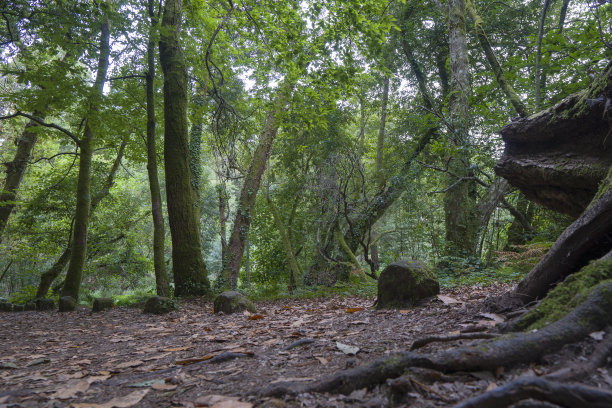 西班牙加利西亚Aldan Pontevedra的魔法森林和城堡图片下载