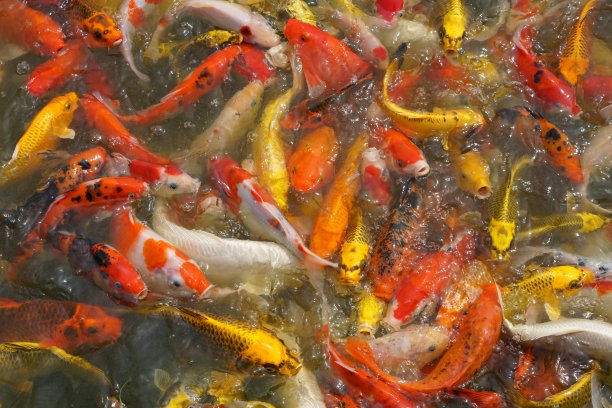 日本锦鲤或花式鲤鱼游泳在黑色池塘鱼塘。受欢迎的宠物有放松和风水的意思。深受人们喜爱的宠物。图片下载