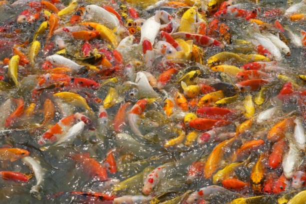 日本锦鲤或花式鲤鱼游泳在黑色池塘鱼塘。受欢迎的宠物有放松和风水的意思。深受人们喜爱的宠物。图片下载