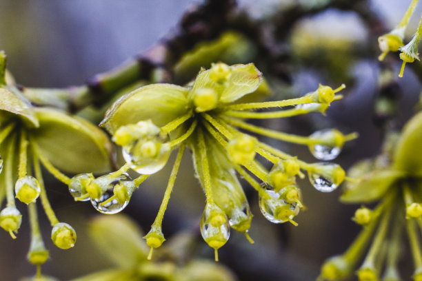 雨点落在开花的春天树上图片下载