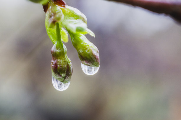 雨点落在开花的春天树上图片下载