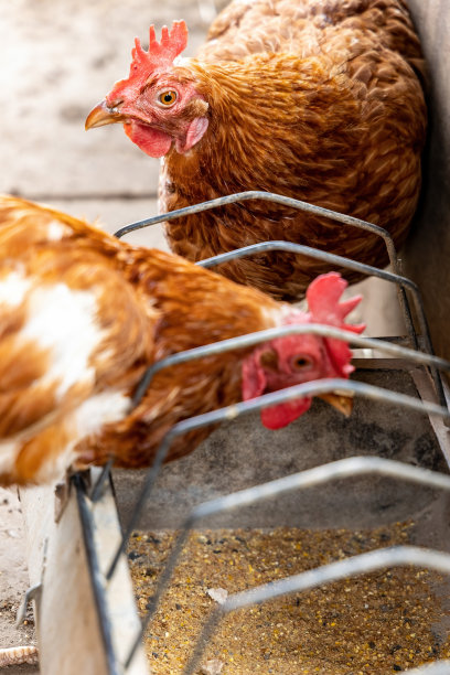 鸡吃喂食器里的饲料图片下载
