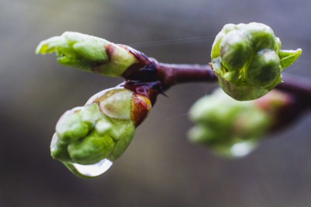 雨点落在开花的春天树上图片下载