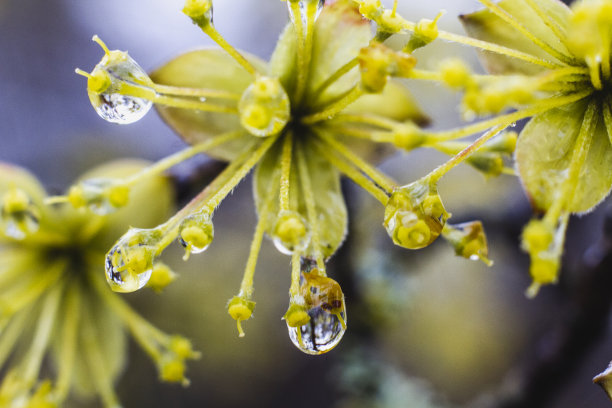 雨点落在开花的春天树上图片下载