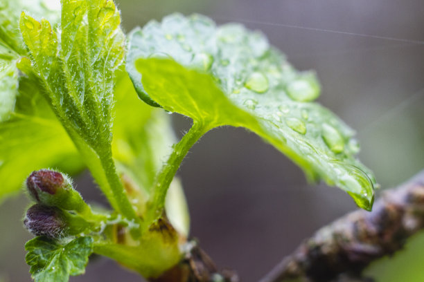 雨点落在开花的春天树上图片下载