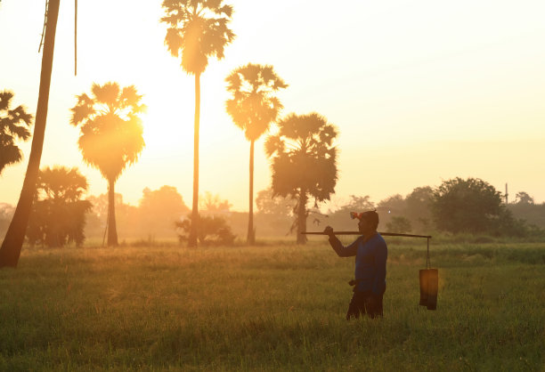 早晨，稻田图片下载