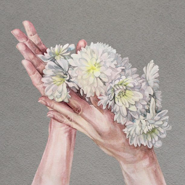 水彩花束与白花菊花在手中在灰色背景。手绘艺术贴纸速写本。花店婚礼庆典浪漫海报。壁纸包装图片下载