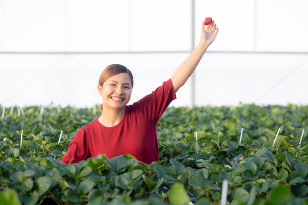 幸福肖像企业家年轻的亚洲妇女微笑着在草莓农场在温室，女性自豪与小企业和种植与农业，一个人。图片下载