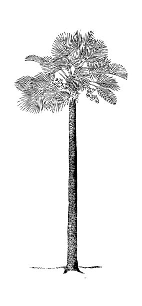 黑白相间的棕榈树，孤立在白色上图片下载