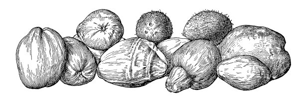 椰子复古植物插画图片下载