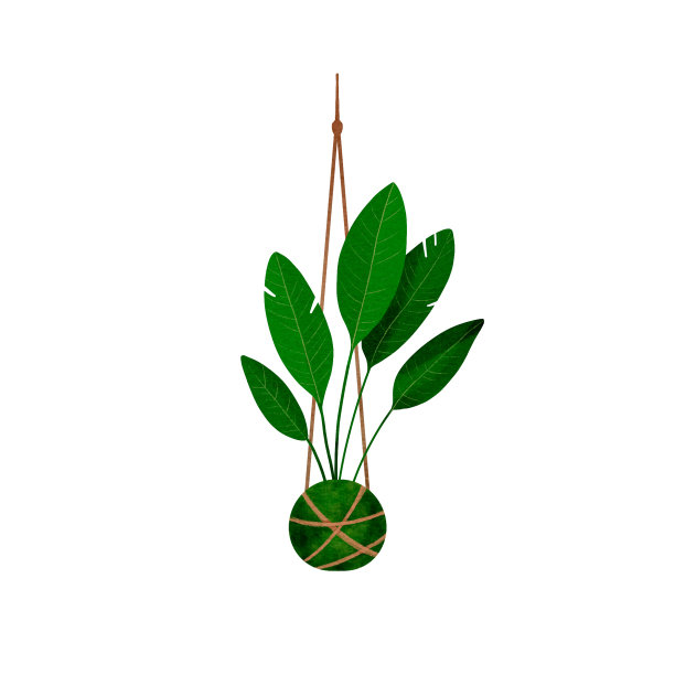 日本苔藓球，天堂鸟树。用植物DIY活动。数字水彩插图图片下载