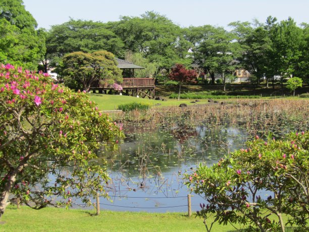 日本。四月里晴朗的一天。池塘岸边的凉亭。图片下载