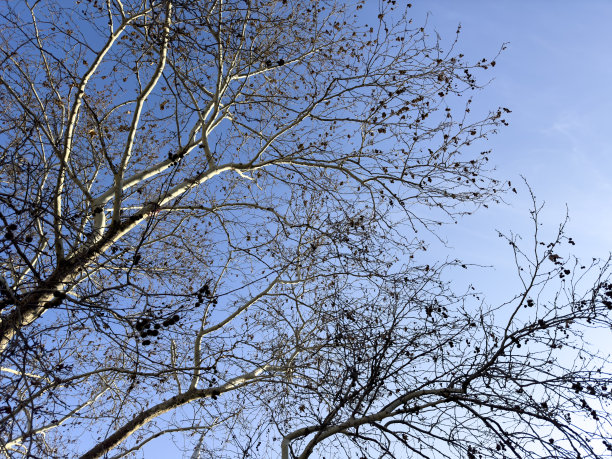 有落叶的大梧桐树图片下载