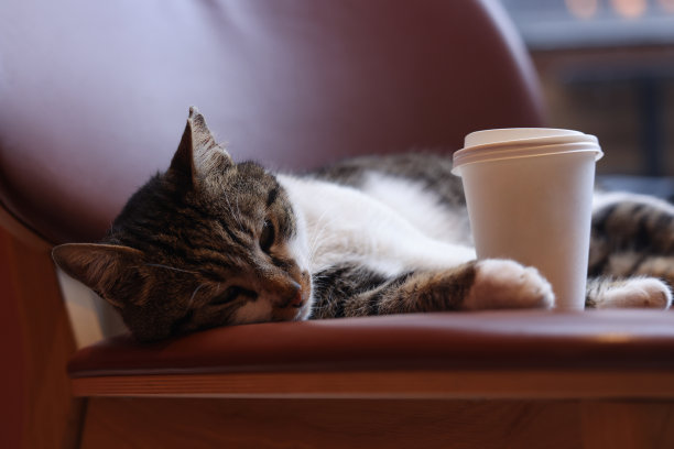 猫躺在咖啡店的椅子上，咖啡装在纸板杯里图片下载