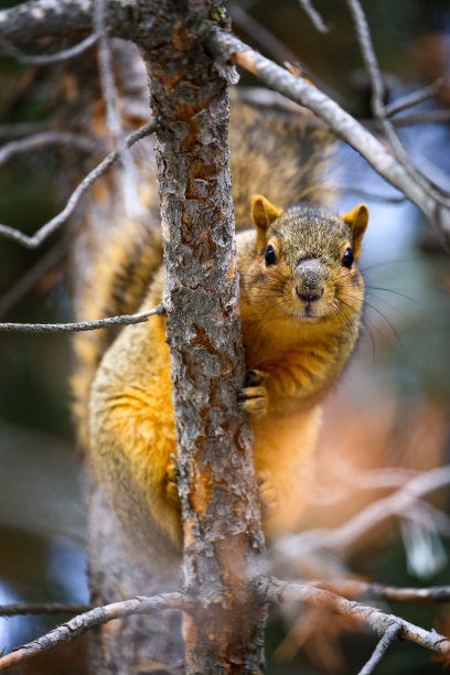 爱达荷州博伊西的狐狸松鼠图片下载