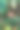 森林里的毒菌图片下载