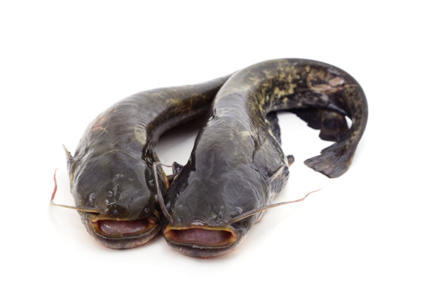 两条大鲶鱼。图片下载