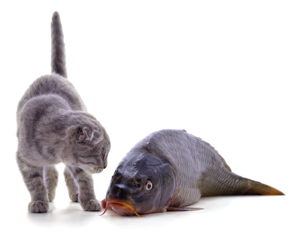 猫和鱼。图片下载