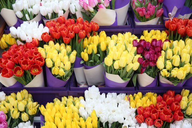 彩色郁金香花束，三八妇女节礼物，节日春季装饰图片下载