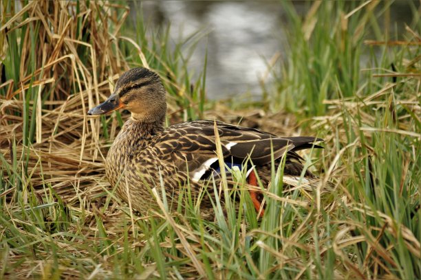 绿头鸭坐在高高的草丛里图片下载