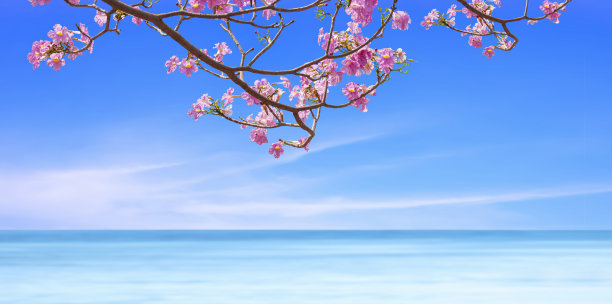 粉红色的特科马花盛开在树枝上模糊的彩色海景全景视图与复制空间，美丽的海景和度假假期背景图片下载