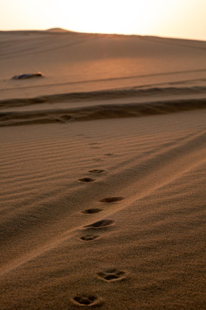 沙丘、沙漠中的动物足迹图片下载