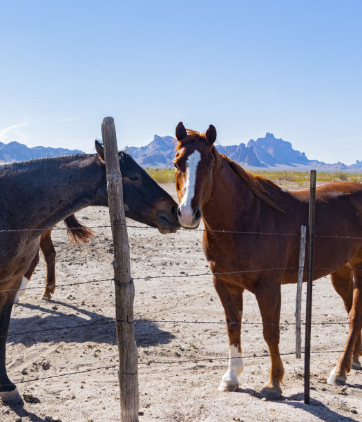亚利桑那沙漠中的马图片下载