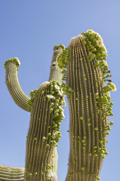 盛开的撒瓜罗仙人掌图片下载
