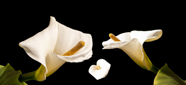 软米色的马蹄莲一朵朵，不同的花景集孤立图片下载